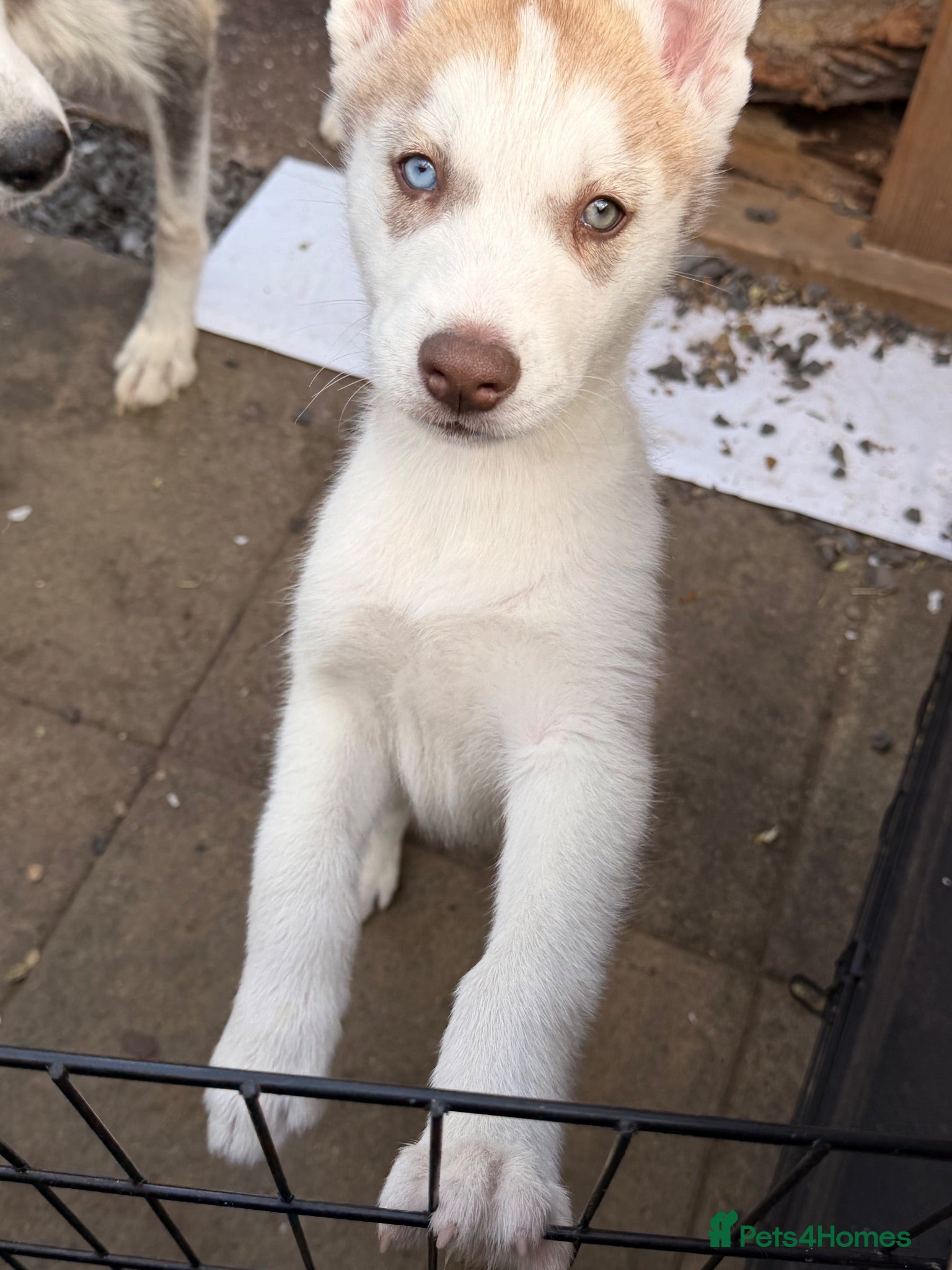 Siberian Husky dogs Siberian Husky puppies  - Advert 2