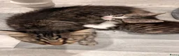 Maine Coon cats for sale: Maine coon cross kittens - Advert 15