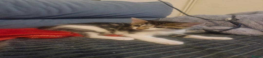 Mixed Breed Kitten 1