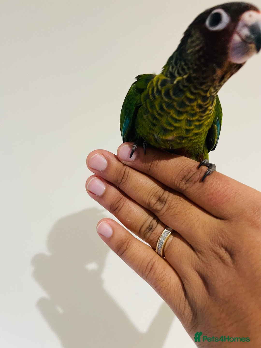 Conures birds for sale: Hand reared Emma’s, roseifrons, pearly conure - Image 11