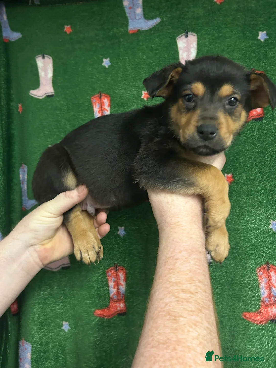 Mixed Breed dogs for sale: Swiss Shepherd Rottweiler mix - Advert 19