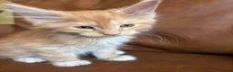 Maine Coon cats for sale: Gorgeous ChampionRussian line XL Mainecoon kittens - Advert 21