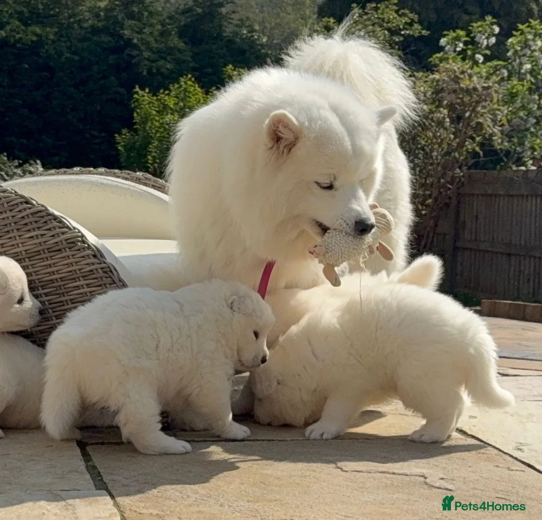 Samoyed dogs for sale: KC registered Samoyed puppies - Advert 2