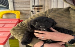 Sproodle dogs for sale: F1 Sproodles for Sale - Image 20