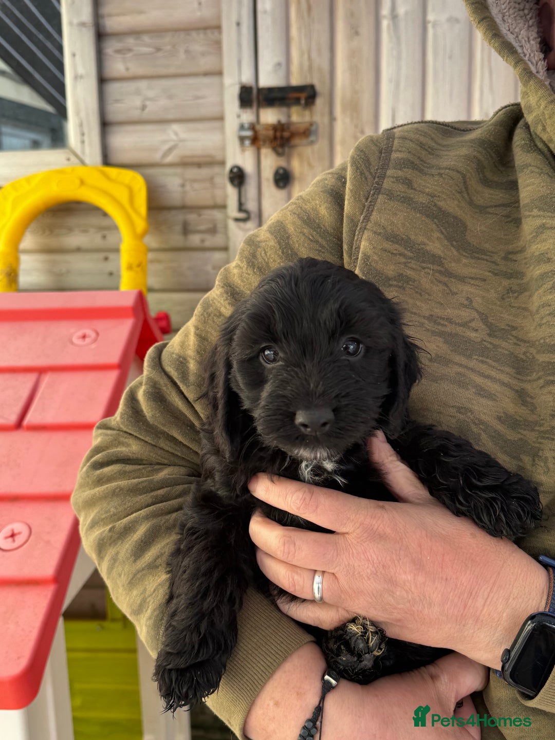 Sproodle dogs for sale: F1 Sproodles for Sale - Image 20