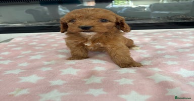 Cockapoo dogs - Advert 9