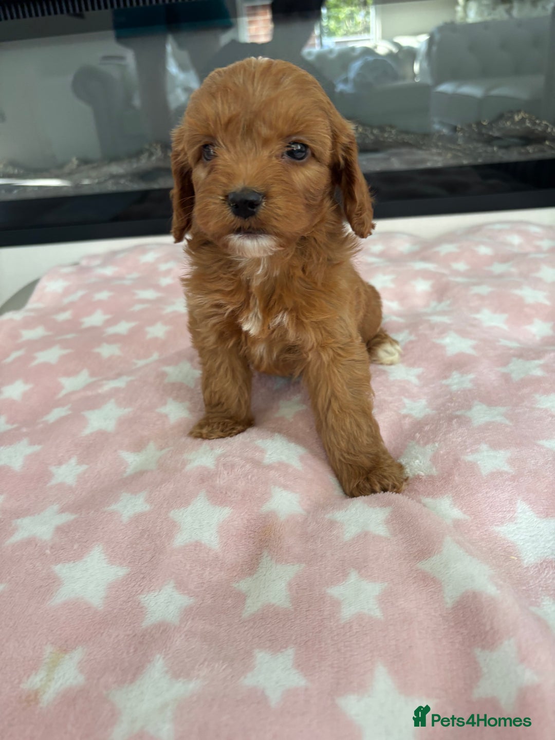 Cockapoo dogs for sale: F1 Cockapoos - Image 6