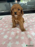 Cockapoo dogs - Advert 8