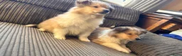 Rough Collie dogs for sale: Rough Collie Puppies  - Advert 12