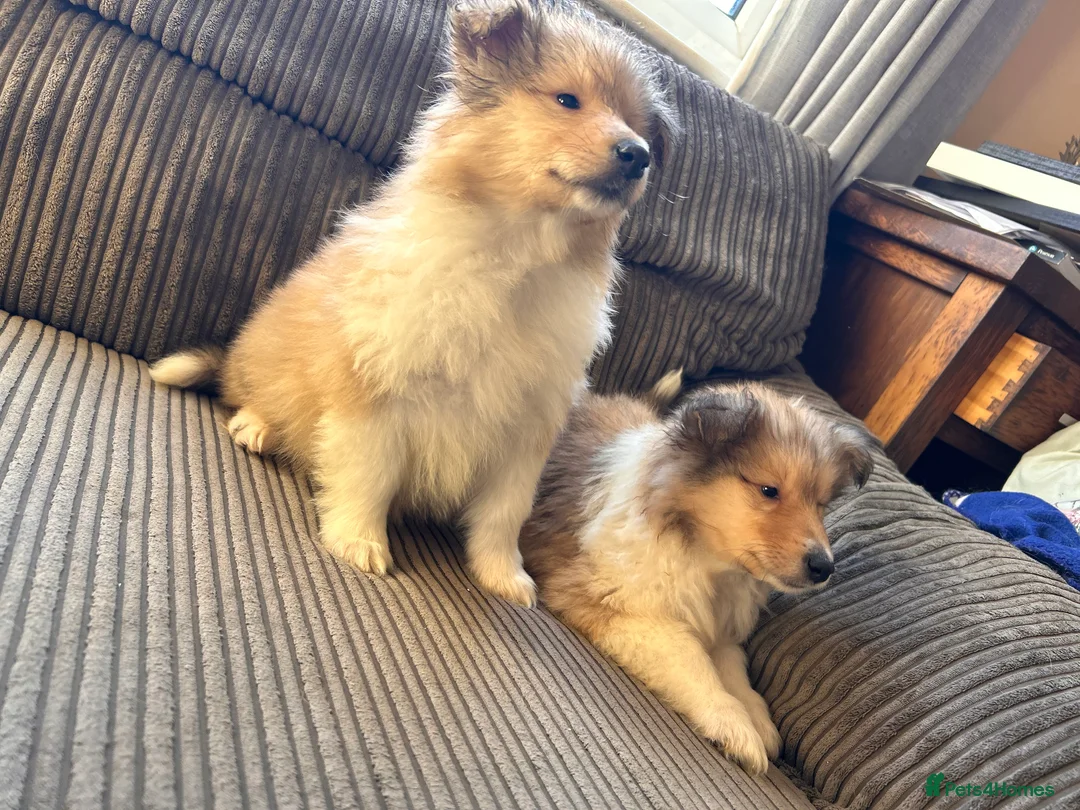 Rough Collie dogs for sale: Rough Collie Puppies  - Advert 12