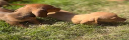 Miniature Dachshund dogs for sale: READY TO LEAVE🏆💙💖 KC REG 5 STAR BREEDER💙💖🏆 - Advert 6