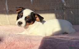Jack Russell dogs for sale: Traditional Miniature Jack Russell Puppies! - Advert 29