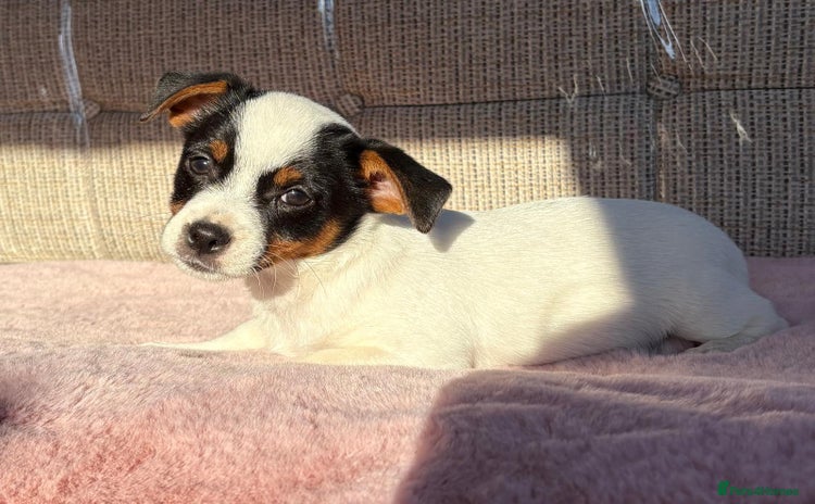 Jack Russell dogs - Advert 1