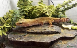 Gecko reptiles for sale: Boris - The gorgeous Gecko for sale - Image 4