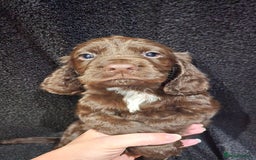 Cocker Spaniel dogs for sale: Cocker Spaniel puppies - Advert 4
