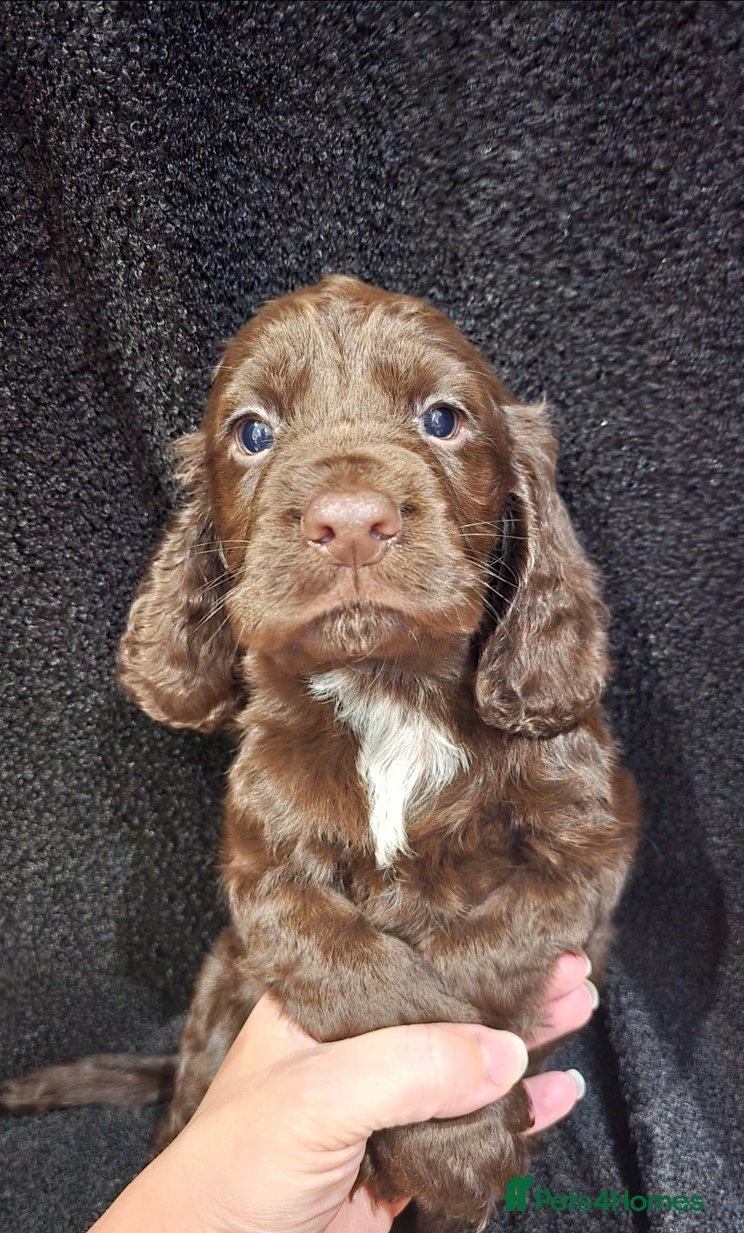 Cocker Spaniel dogs for sale: Cocker Spaniel puppies - Advert 4