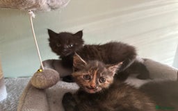 Domestic Shorthair cats for sale: Cute kittens in Dagenham - Image 17