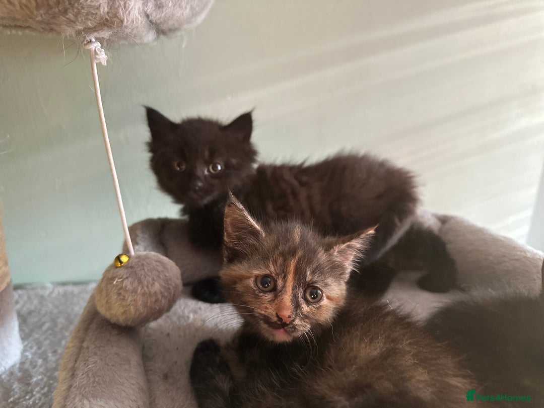 Domestic Shorthair cats for sale: Cute kittens in Dagenham - Image 17