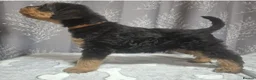 Airedale Terrier dogs for sale: Gorgeous Airedale Litter! - Advert 15