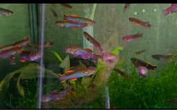 Killifish fish for sale: the fish that are in the photo Read the descriptio - Image 6