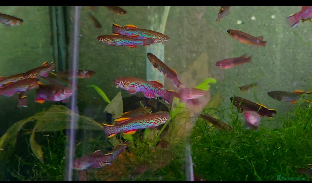 Killifish fish for sale: the fish that are in the photo Read the descriptio - Image 6