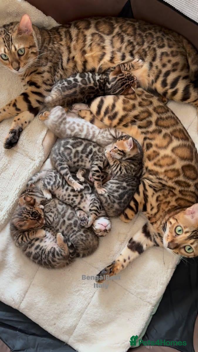 Bengal cats for sale: Stunning Bengal Kittens Seeking  Forever Homes  - Advert 1