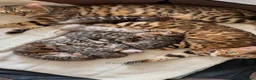 Bengal cats for sale: Stunning Bengal Kittens Seeking  Forever Homes  in Sheffield - Advert 1