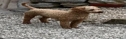 Labradoodle dogs for stud: KC Reg TOY POODLE Stud Dog DNA Tested Somerset - Advert 9