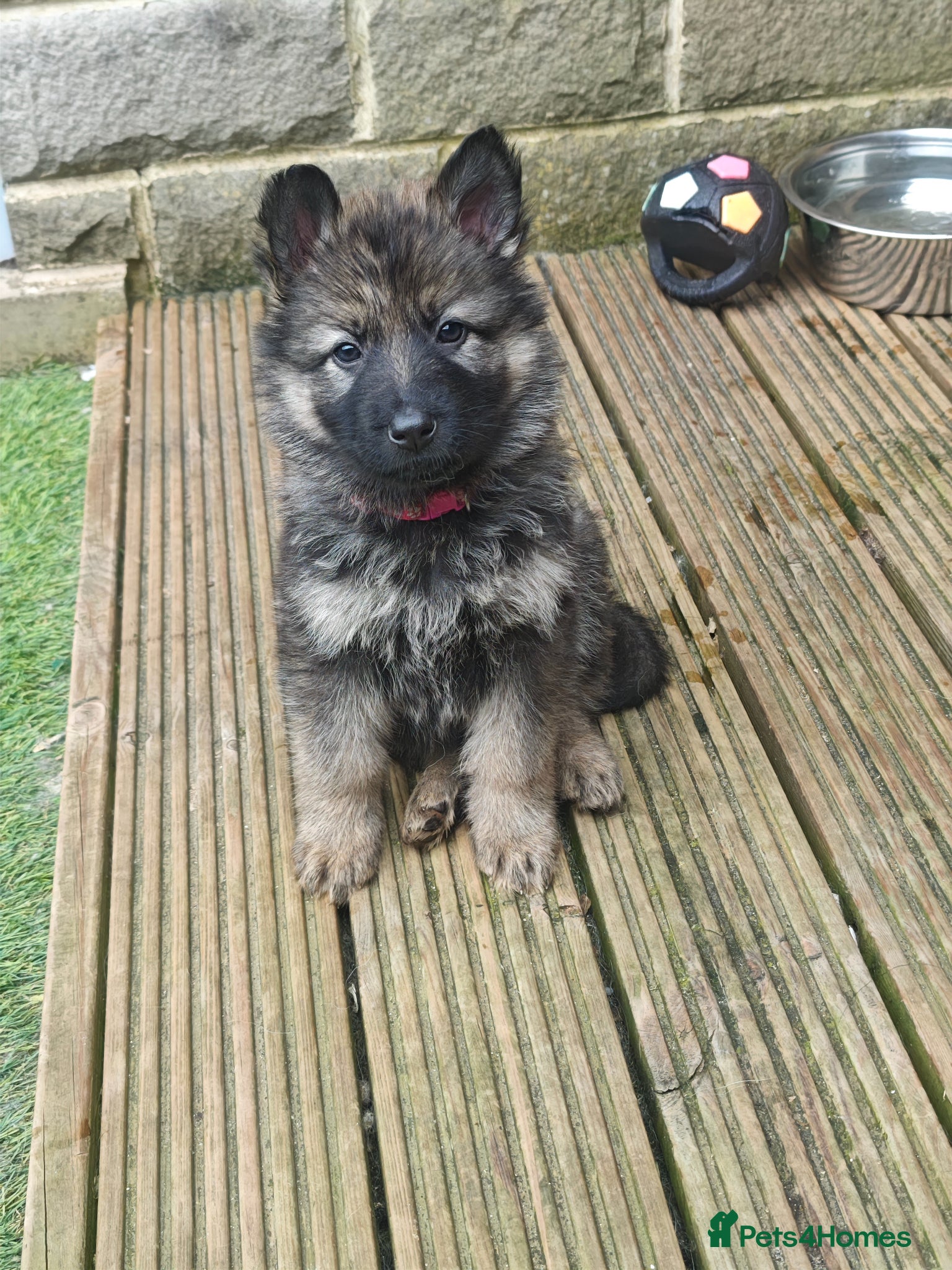 German Shepherd dogs for sale: 3 Purebred Pups XL Long-Hair GSD Girl Puppies - Advert 11