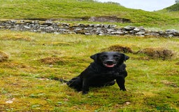 Labrador Retriever dogs for sale: Stunning KC registered fully health tested puppies - Image 7
