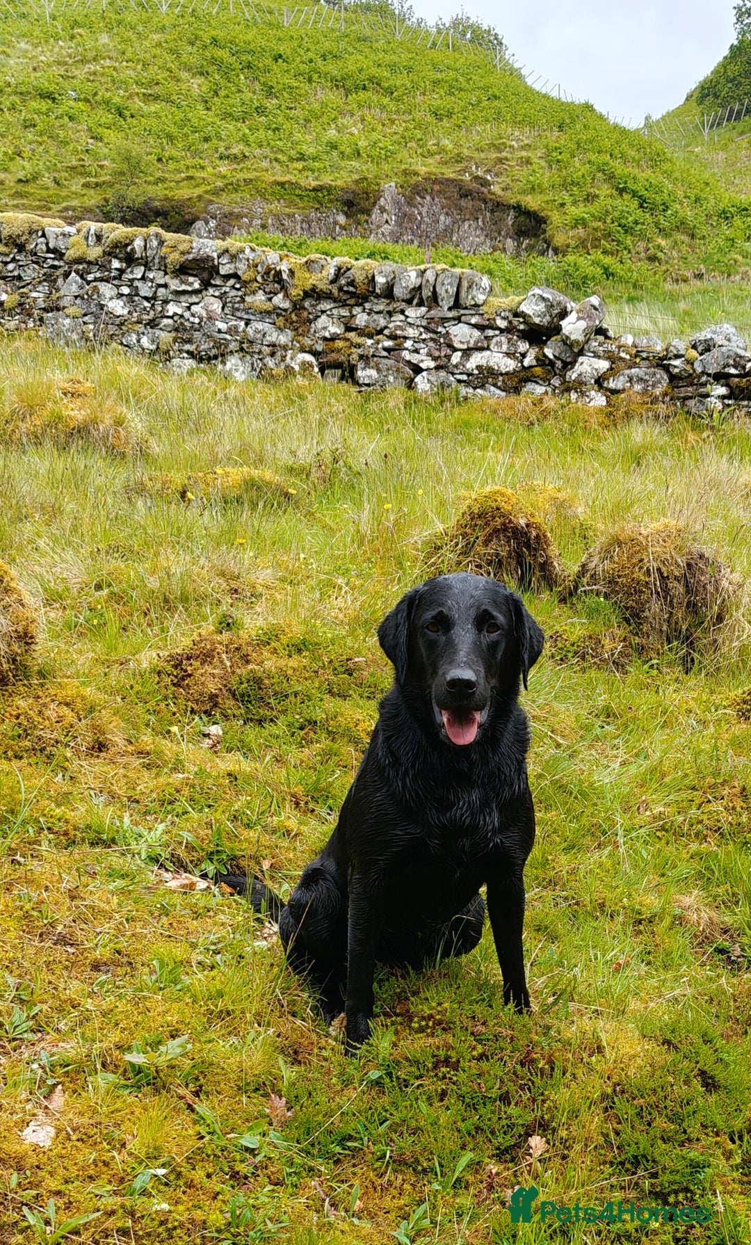 Labrador Retriever dogs for sale: Stunning KC registered fully health tested puppies - Image 7