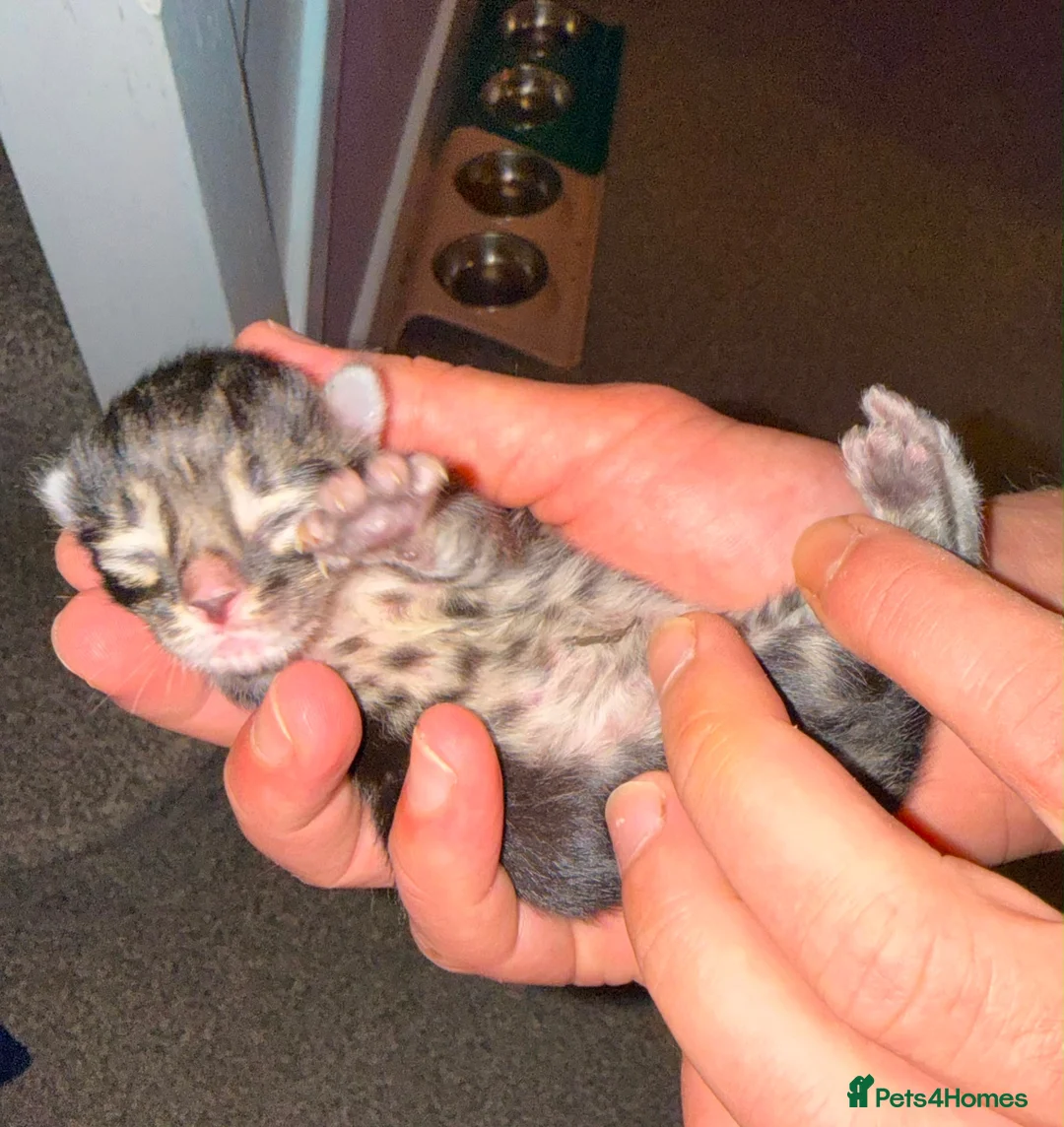 Bengal cats for sale: Bengal X Maine Coon Kittens - Advert 2
