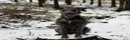 Mixed Breed dogs for sale: 4 GIRLS LEFT. Labradoodle x - Advert 13