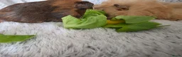 Guinea Pig rodents for sale: 2 girls rtl begininging of aug - Advert 2