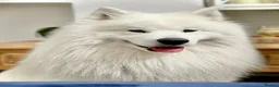 Samoyed dogs for stud: Elite Samoyed Stud - World Class Pedigree KC Reg. - Advert 5