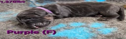 German Shepherd dogs for sale: 2 healthy straight back KC registered male GSP's  - Advert 35