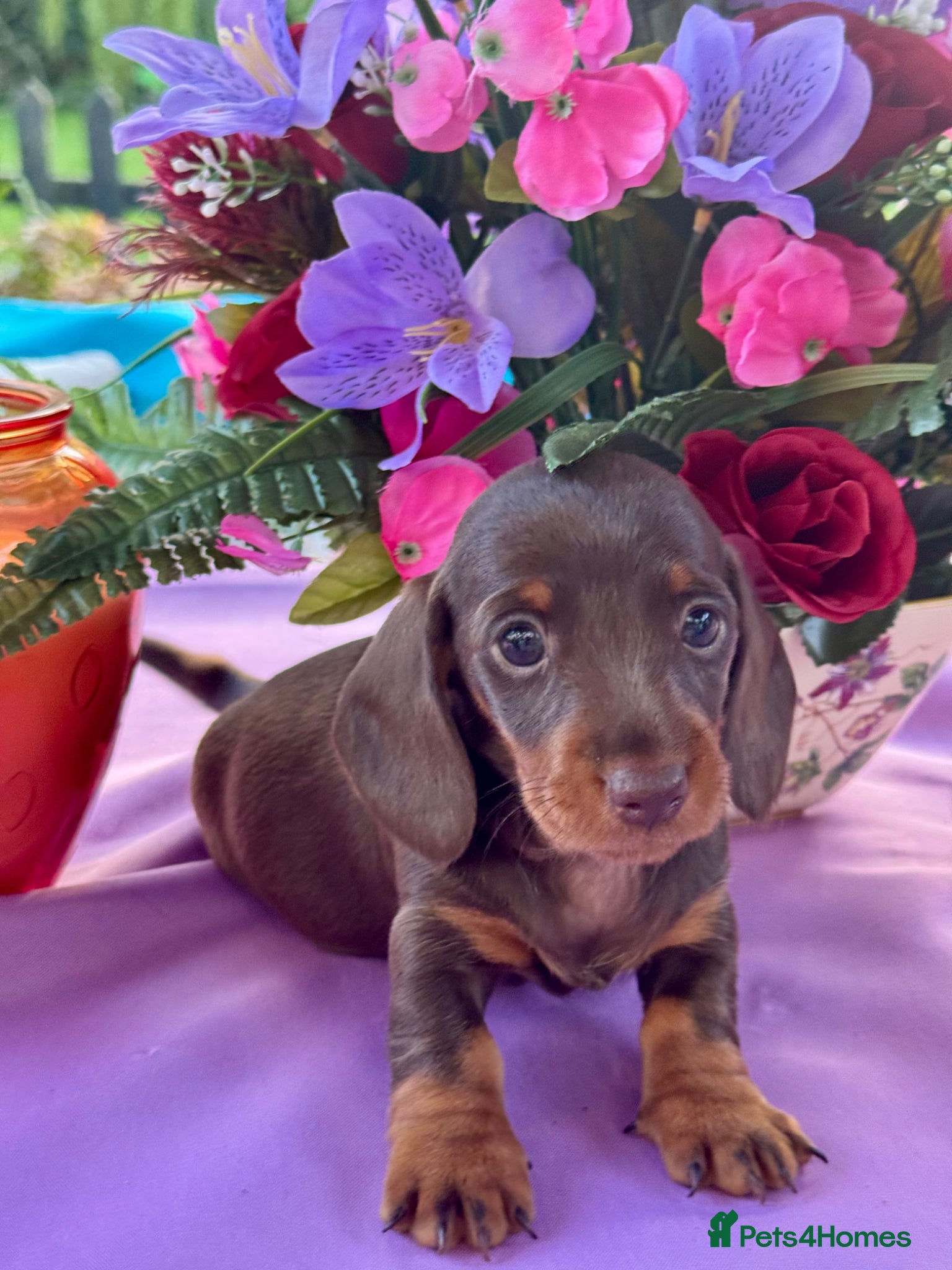 Miniature Dachshund dogs 4 left kc reg dna tested mini dachshund puppies  - Advert 11