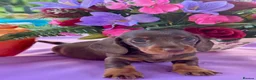Miniature Dachshund dogs for sale: Boys kc reg dna tested mini dachshund puppies  - Advert 6