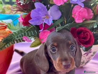 Miniature Dachshund dogs 4 left kc reg dna tested mini dachshund puppies - Advert 17