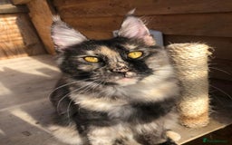 Maine Coon cats for sale: GCCF registered ACTIVE Queens  - Image 5