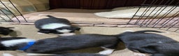 Border Collie dogs for sale: Beautiful border collie pups  - Advert 11