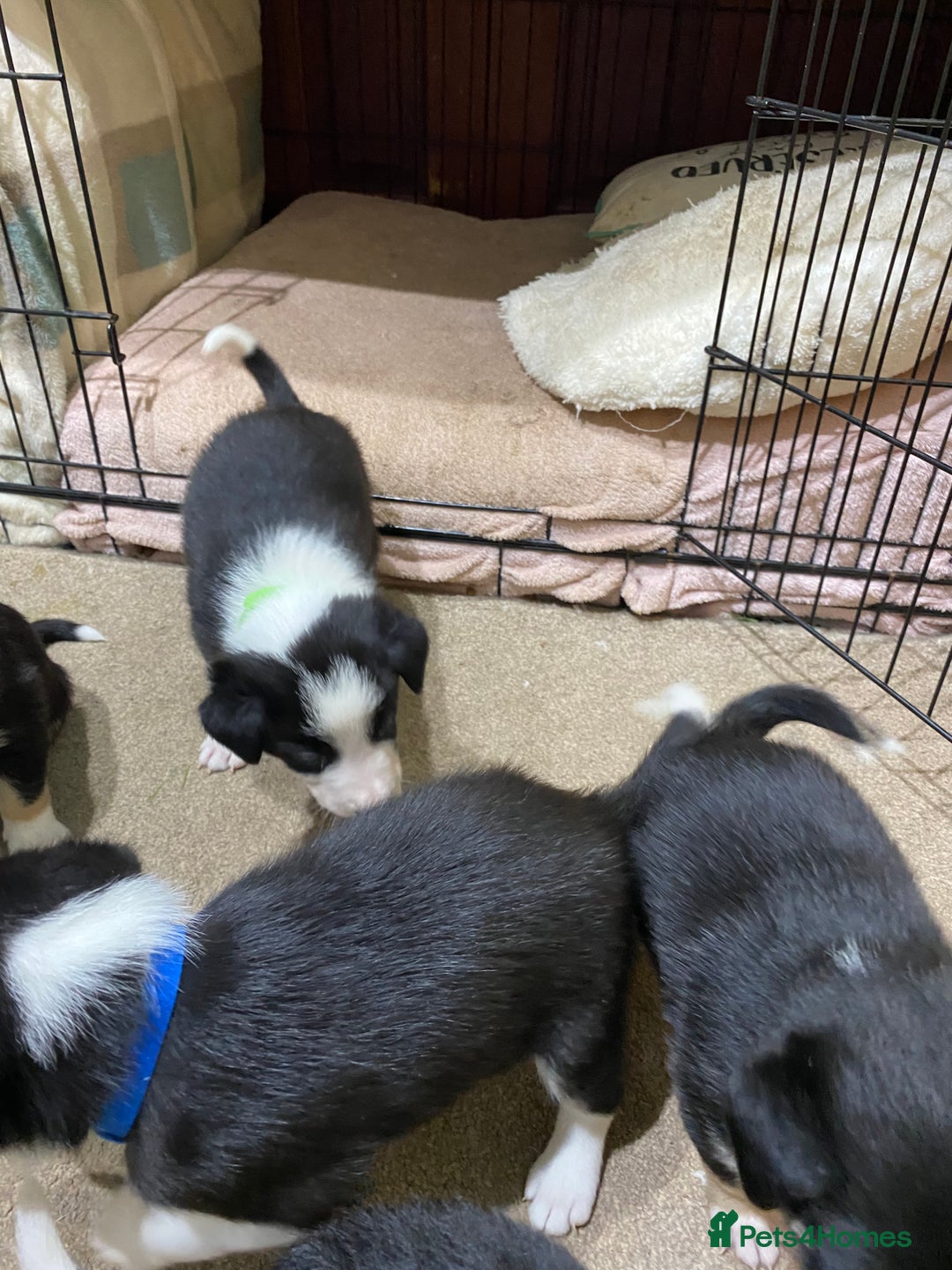 Border Collie dogs for sale: Beautiful border collie pups  - Advert 11