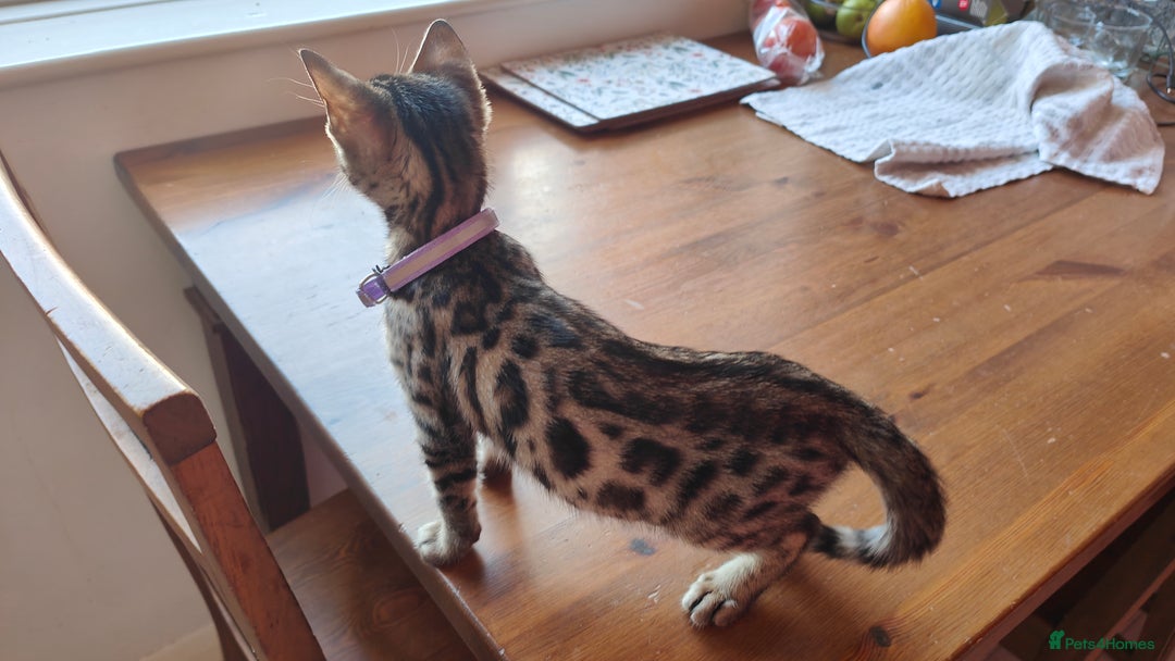 Bengal cats for sale: 1no. Female Bengal Kitten - Image 6