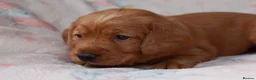 Labradoodle dogs for sale: Extensively Health Tested F1 Labradoodle Puppies - Advert 5