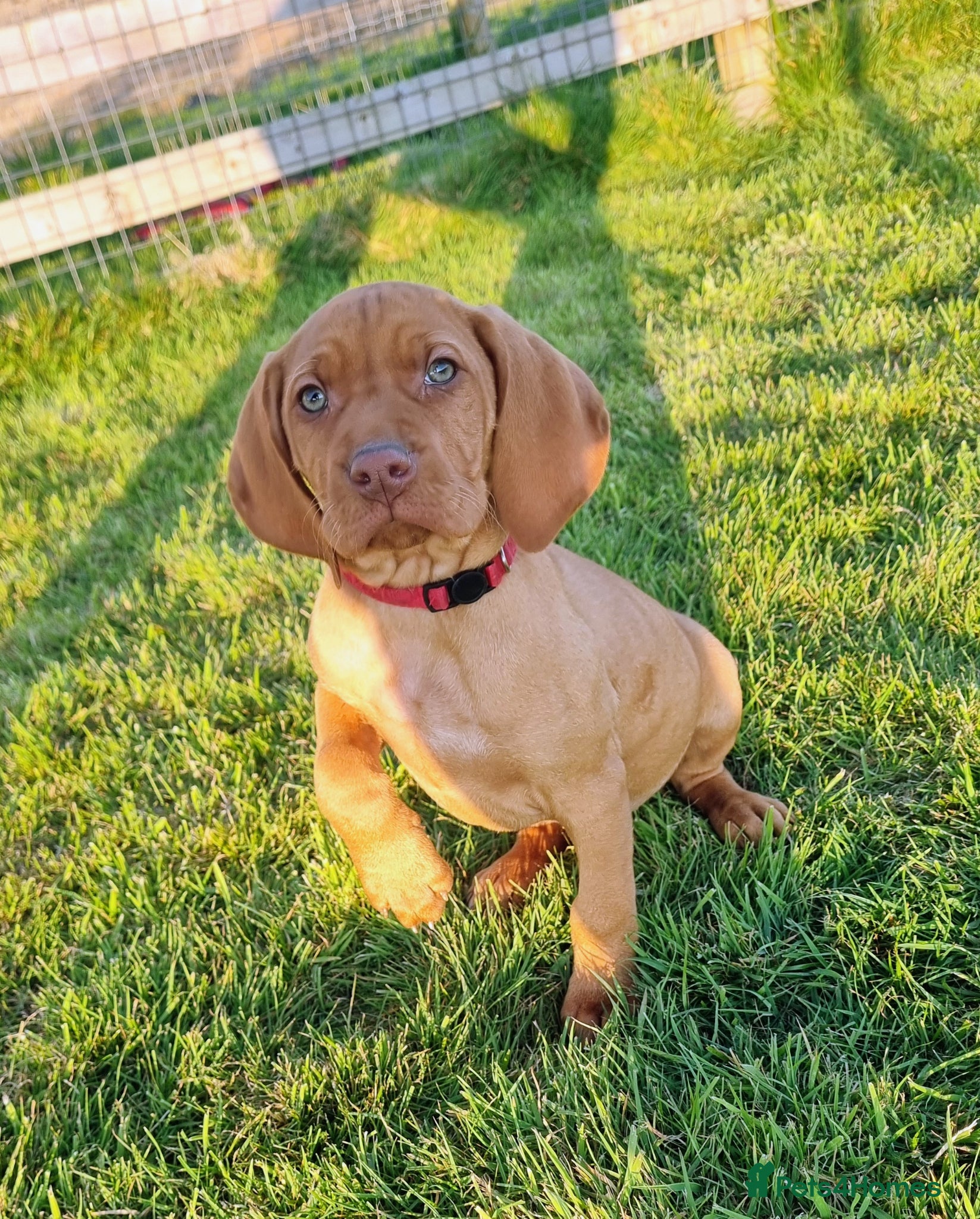 Hungarian Vizsla dogs Beautiful KC Registered Hungarian Vizsla Puppies  - Advert 1