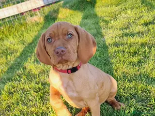 Hungarian Vizsla dogs for sale: Beautiful KC Registered Hungarian Vizsla Puppies - Advert 2