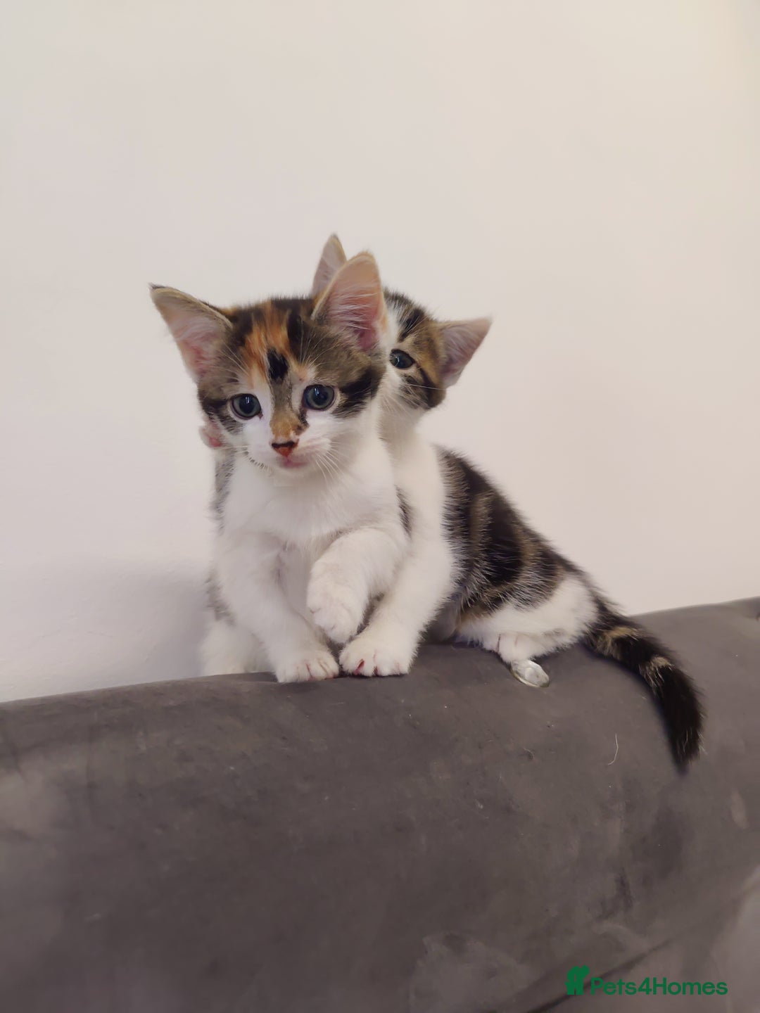 European cats for sale: 😻 2 beatiful female kittens ❗ - Image 11