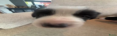 Border Collie 3