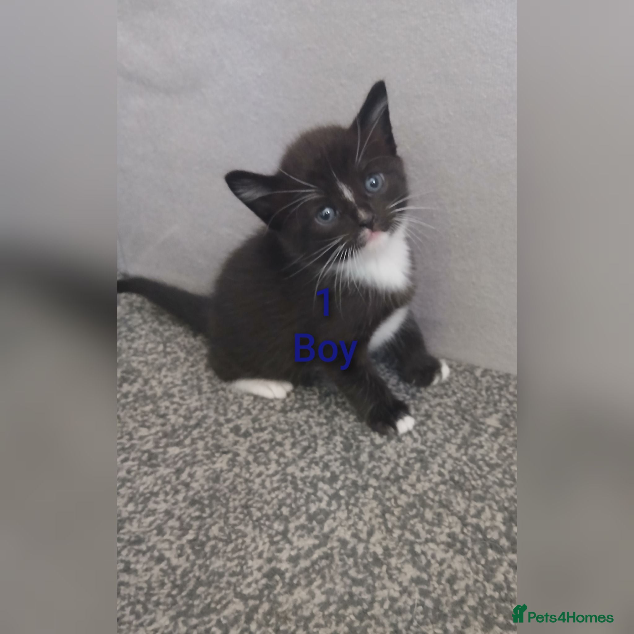 Mixed Breed cats 6 Adorable Kittens (4 Boys, 2 Girls)  - Advert 2