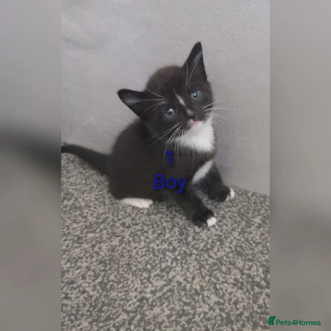 Mixed Breed cats for sale: 6 Adorable Kittens (4 Boys, 2 Girls)  - Advert 2